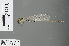  ( - RMNH.INS.502452)  @13 [ ] CreativeCommons - Attribution Non-Commercial Share-Alike (2013) Unspecified Naturalis Biodiversity Center