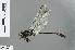  ( - RMNH.INS.502501)  @11 [ ] CreativeCommons - Attribution Non-Commercial Share-Alike (2013) Unspecified Naturalis Biodiversity Center