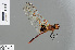  (Urothemis assignata - RMNH.INS.502569)  @14 [ ] CreativeCommons - Attribution Non-Commercial Share-Alike (2013) Unspecified Naturalis Biodiversity Center