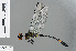  ( - RMNH.INS.502573)  @11 [ ] CreativeCommons - Attribution Non-Commercial Share-Alike (2013) Unspecified Naturalis Biodiversity Center