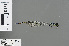  ( - RMNH.INS.502607)  @13 [ ] CreativeCommons - Attribution Non-Commercial Share-Alike (2013) Unspecified Naturalis Biodiversity Center