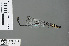  ( - RMNH.INS.502673)  @11 [ ] CreativeCommons - Attribution Non-Commercial Share-Alike (2013) Unspecified Naturalis Biodiversity Center