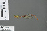  ( - RMNH.INS.502677)  @13 [ ] CreativeCommons - Attribution Non-Commercial Share-Alike (2013) Unspecified Naturalis Biodiversity Center