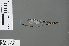  ( - RMNH.INS.502679)  @13 [ ] CreativeCommons - Attribution Non-Commercial Share-Alike (2013) Unspecified Naturalis Biodiversity Center