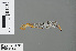  ( - RMNH.INS.502685)  @13 [ ] CreativeCommons - Attribution Non-Commercial Share-Alike (2013) Unspecified Naturalis Biodiversity Center