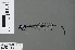  ( - RMNH.INS.502693)  @11 [ ] CreativeCommons - Attribution Non-Commercial Share-Alike (2013) Unspecified Naturalis Biodiversity Center