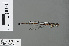  (Elattoneura acuta - RMNH.INS.502697)  @13 [ ] CreativeCommons - Attribution Non-Commercial Share-Alike (2013) Unspecified Naturalis Biodiversity Center