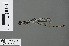  (Allocnemis cyanura - RMNH.INS.502699)  @13 [ ] CreativeCommons - Attribution Non-Commercial Share-Alike (2013) Unspecified Naturalis Biodiversity Center