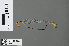  (Teinobasis alluaudi - RMNH.INS.502727)  @14 [ ] CreativeCommons - Attribution Non-Commercial Share-Alike (2013) Unspecified Naturalis Biodiversity Center