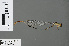  ( - RMNH.INS.502732)  @13 [ ] CreativeCommons - Attribution Non-Commercial Share-Alike (2013) Unspecified Naturalis Biodiversity Center