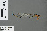  ( - RMNH.INS.502755)  @13 [ ] CreativeCommons - Attribution Non-Commercial Share-Alike (2013) Unspecified Naturalis Biodiversity Center