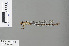  ( - RMNH.INS.502778)  @13 [ ] CreativeCommons - Attribution Non-Commercial Share-Alike (2013) Unspecified Naturalis Biodiversity Center