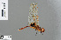  ( - RMNH.INS.502831)  @14 [ ] CreativeCommons - Attribution Non-Commercial Share-Alike (2013) Unspecified Naturalis Biodiversity Center