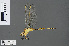  ( - RMNH.INS.502833)  @13 [ ] CreativeCommons - Attribution Non-Commercial Share-Alike (2013) Unspecified Naturalis Biodiversity Center