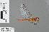 ( - RMNH.INS.502837)  @13 [ ] CreativeCommons - Attribution Non-Commercial Share-Alike (2013) Unspecified Naturalis Biodiversity Center