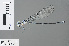  ( - RMNH.INS.502850)  @13 [ ] CreativeCommons - Attribution Non-Commercial Share-Alike (2013) Unspecified Naturalis Biodiversity Center