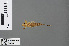  ( - RMNH.INS.502901)  @14 [ ] CreativeCommons - Attribution Non-Commercial Share-Alike (2013) Unspecified Naturalis Biodiversity Center