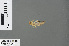  ( - RMNH.INS.502908)  @13 [ ] CreativeCommons - Attribution Non-Commercial Share-Alike (2013) Unspecified Naturalis Biodiversity Center