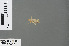  ( - RMNH.INS.502909)  @13 [ ] CreativeCommons - Attribution Non-Commercial Share-Alike (2013) Unspecified Naturalis Biodiversity Center