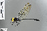  (Phyllomacromia sophia - RMNH.INS.502931)  @14 [ ] CreativeCommons - Attribution Non-Commercial Share-Alike (2013) Unspecified Naturalis Biodiversity Center