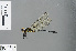  (Microgomphus camerunensis - RMNH.INS.502946)  @13 [ ] CreativeCommons - Attribution Non-Commercial Share-Alike (2013) Unspecified Naturalis Biodiversity Center