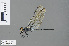  ( - RMNH.INS.502949)  @13 [ ] CreativeCommons - Attribution Non-Commercial Share-Alike (2013) Unspecified Naturalis Biodiversity Center