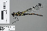  (Chlorocypha radix - RMNH.INS.502958)  @14 [ ] CreativeCommons - Attribution Non-Commercial Share-Alike (2013) Unspecified Naturalis Biodiversity Center