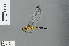  ( - RMNH.INS.502964)  @11 [ ] CreativeCommons - Attribution Non-Commercial Share-Alike (2013) Unspecified Naturalis Biodiversity Center