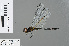  ( - RMNH.INS.502966)  @12 [ ] CreativeCommons - Attribution Non-Commercial Share-Alike (2013) Unspecified Naturalis Biodiversity Center