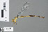  (Ceriagrion bakeri - RMNH.INS.503019)  @13 [ ] CreativeCommons - Attribution Non-Commercial Share-Alike (2013) Unspecified Naturalis Biodiversity Center