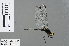 ( - RMNH.INS.503027)  @13 [ ] CreativeCommons - Attribution Non-Commercial Share-Alike (2013) Unspecified Naturalis Biodiversity Center