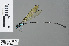  (Allocnemis subnodalis - RMNH.INS.503028)  @13 [ ] CreativeCommons - Attribution Non-Commercial Share-Alike (2013) Unspecified Naturalis Biodiversity Center