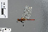  ( - RMNH.INS.503048)  @13 [ ] CreativeCommons - Attribution Non-Commercial Share-Alike (2013) Unspecified Naturalis Biodiversity Center