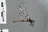  ( - RMNH.INS.503049)  @13 [ ] CreativeCommons - Attribution Non-Commercial Share-Alike (2013) Unspecified Naturalis Biodiversity Center