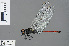  ( - RMNH.INS.503052)  @13 [ ] CreativeCommons - Attribution Non-Commercial Share-Alike (2013) Unspecified Naturalis Biodiversity Center