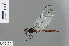  ( - RMNH.INS.503066)  @11 [ ] CreativeCommons - Attribution Non-Commercial Share-Alike (2013) Unspecified Naturalis Biodiversity Center