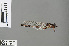  (Microgomphus jannyae - RMNH.INS.503072)  @13 [ ] CreativeCommons - Attribution Non-Commercial Share-Alike (2013) Unspecified Naturalis Biodiversity Center