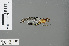  ( - RMNH.INS.503074)  @13 [ ] CreativeCommons - Attribution Non-Commercial Share-Alike (2013) Unspecified Naturalis Biodiversity Center