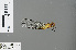  ( - RMNH.INS.503076)  @13 [ ] CreativeCommons - Attribution Non-Commercial Share-Alike (2013) Unspecified Naturalis Biodiversity Center