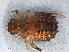  ( - RMNH.INS.503101)  @12 [ ] CreativeCommons - Attribution Non-Commercial Share-Alike (2013) Unspecified Naturalis Biodiversity Center