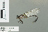  ( - RMNH.INS.503113)  @13 [ ] CreativeCommons - Attribution Non-Commercial Share-Alike (2013) Unspecified Naturalis Biodiversity Center