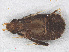  ( - RMNH.INS.503126)  @12 [ ] CreativeCommons - Attribution Non-Commercial Share-Alike (2013) Unspecified Naturalis Biodiversity Center