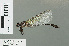  ( - RMNH.INS.503128)  @13 [ ] CreativeCommons - Attribution Non-Commercial Share-Alike (2013) Unspecified Naturalis Biodiversity Center