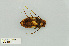  ( - RMNH.INS.503142)  @11 [ ] CreativeCommons - Attribution Non-Commercial Share-Alike (2013) Unspecified Naturalis Biodiversity Center