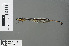  (Allocnemis not_contraria/nigripes - RMNH.INS.503259)  @13 [ ] CreativeCommons - Attribution Non-Commercial Share-Alike (2013) Unspecified Naturalis Biodiversity Center