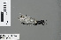  ( - RMNH.INS.503319)  @13 [ ] CreativeCommons - Attribution Non-Commercial Share-Alike (2013) Unspecified Naturalis Biodiversity Center