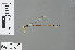  ( - RMNH.INS.503439)  @11 [ ] CreativeCommons - Attribution Non-Commercial Share-Alike (2013) Unspecified Naturalis Biodiversity Center
