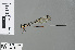  (Drepanosticta dulitensis - RMNH.INS.503448)  @13 [ ] CreativeCommons - Attribution Non-Commercial Share-Alike (2013) Unspecified Naturalis Biodiversity Center