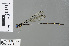  ( - RMNH.INS.503449)  @13 [ ] CreativeCommons - Attribution Non-Commercial Share-Alike (2013) Unspecified Naturalis Biodiversity Center