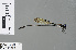  ( - RMNH.INS.503450)  @11 [ ] CreativeCommons - Attribution Non-Commercial Share-Alike (2013) Unspecified Naturalis Biodiversity Center